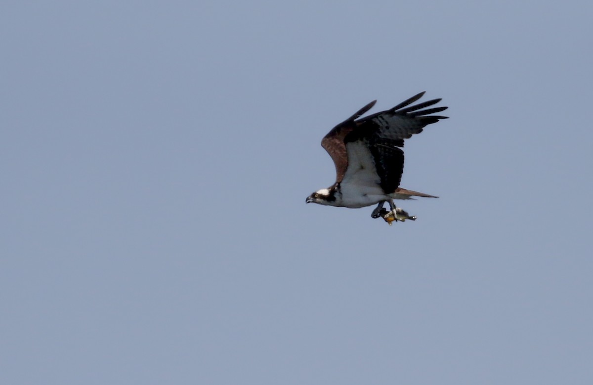 Osprey (American) - ML101953811