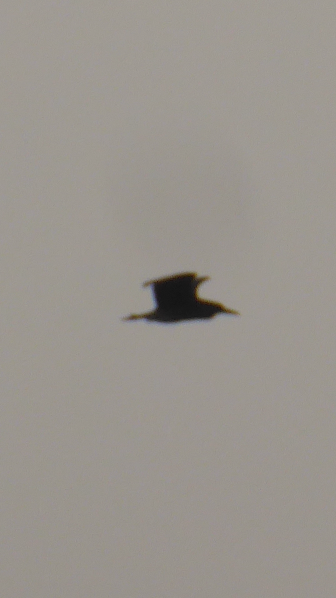 Black-crowned Night Heron - ML101954291