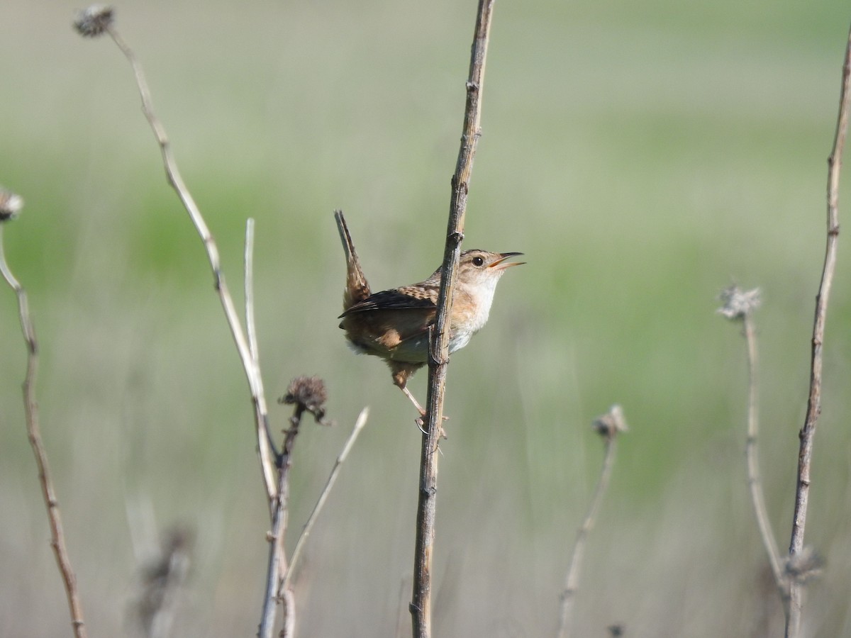 Sedge Wren - ML101955791