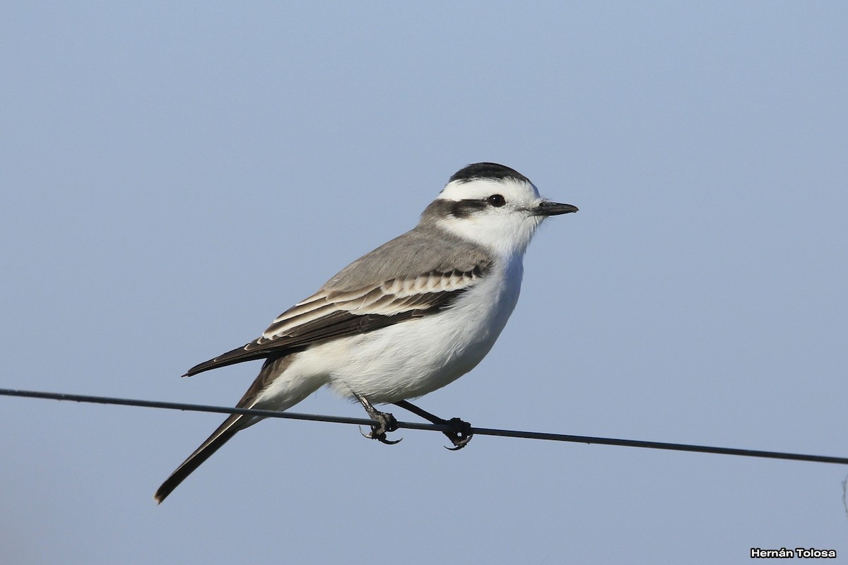 Black-crowned Monjita - Hernán Tolosa