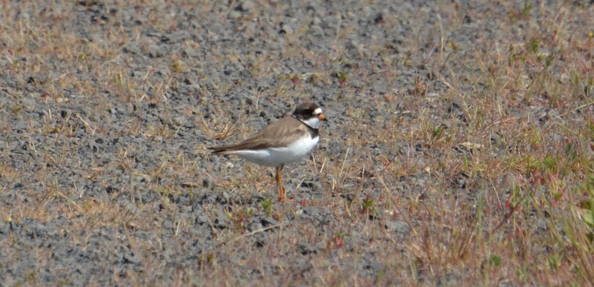 Semipalmated Plover - ML101958691