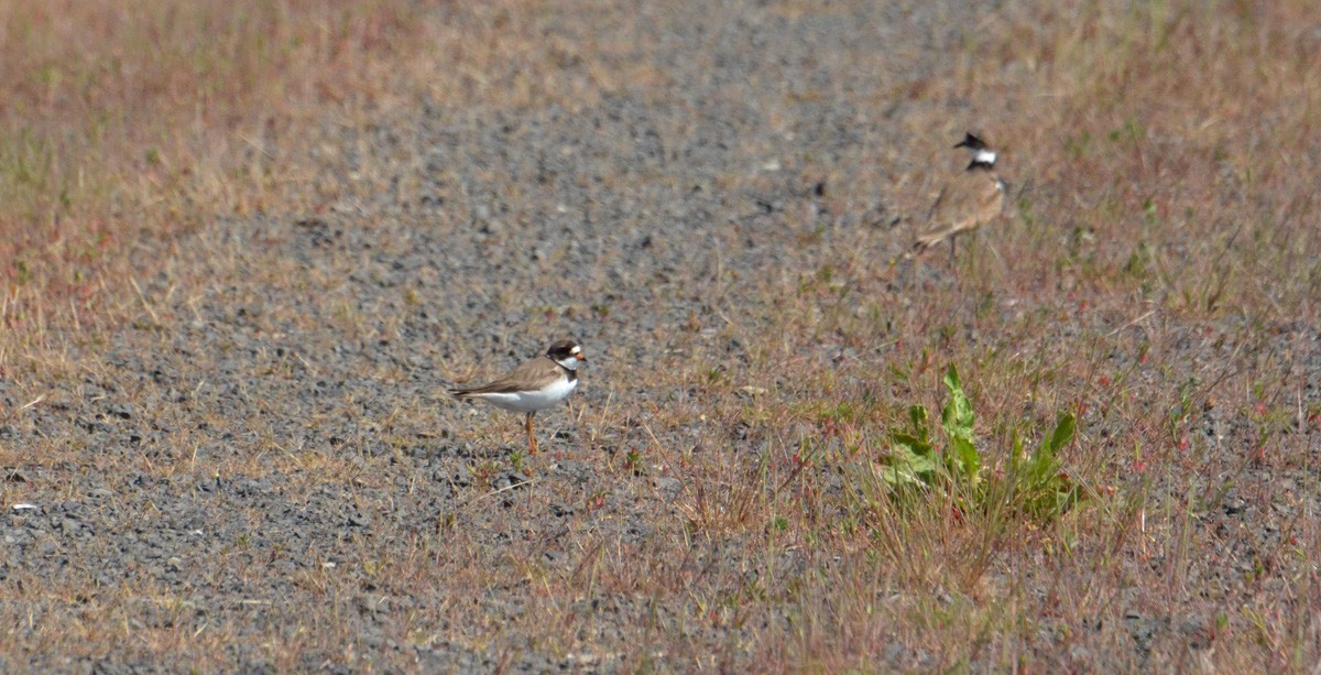 Semipalmated Plover - ML101958701