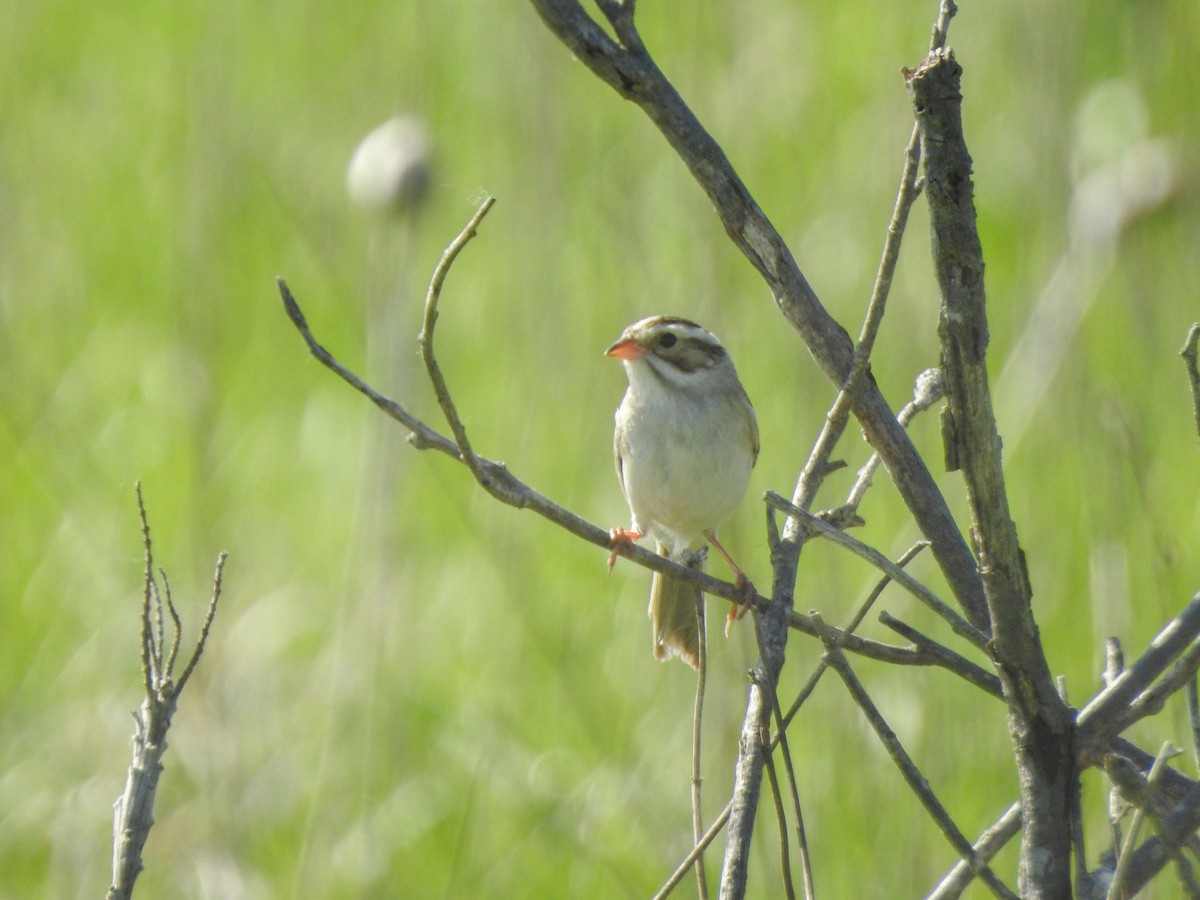 Clay-colored Sparrow - Jason Newton