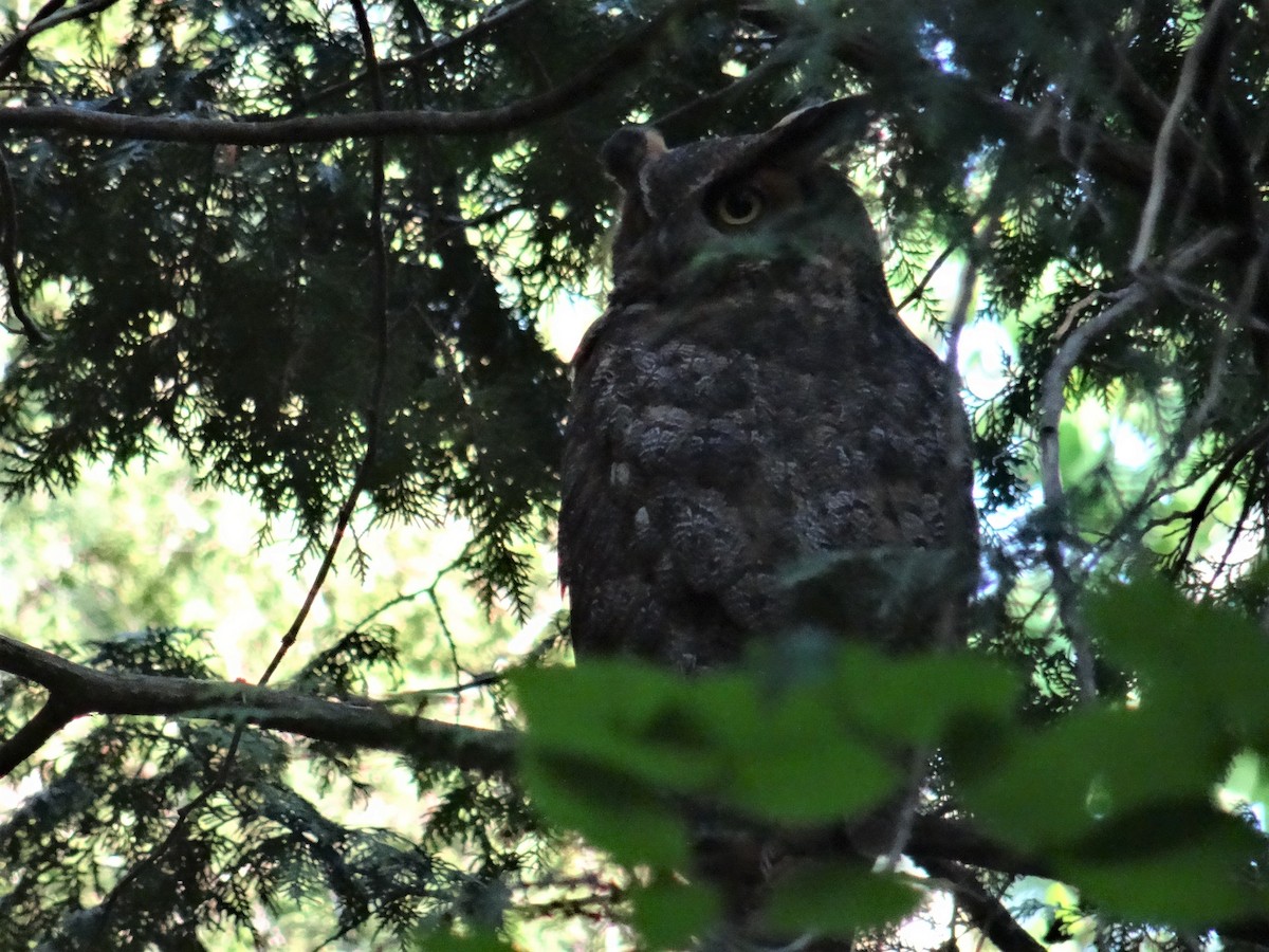 Great Horned Owl - ML101959981