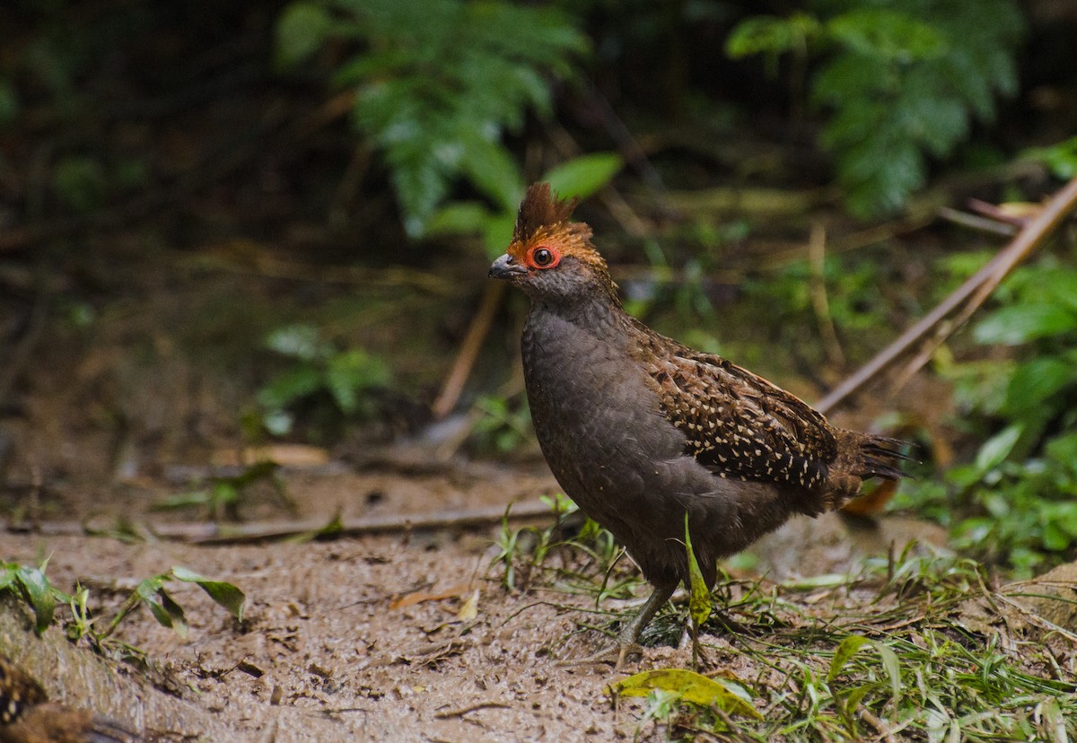 Spot-winged Wood-Quail - Marcos Eugênio Birding Guide