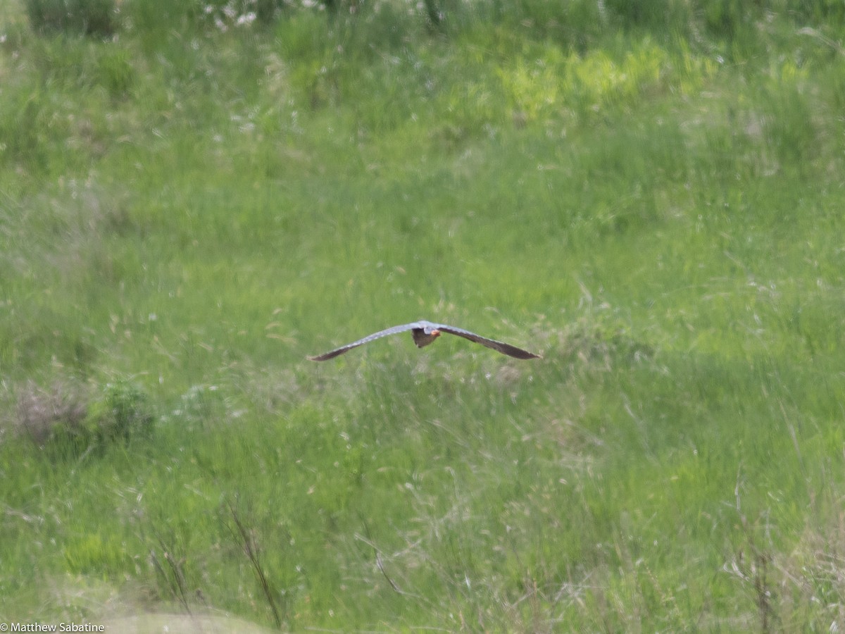 Green Heron - ML101969471