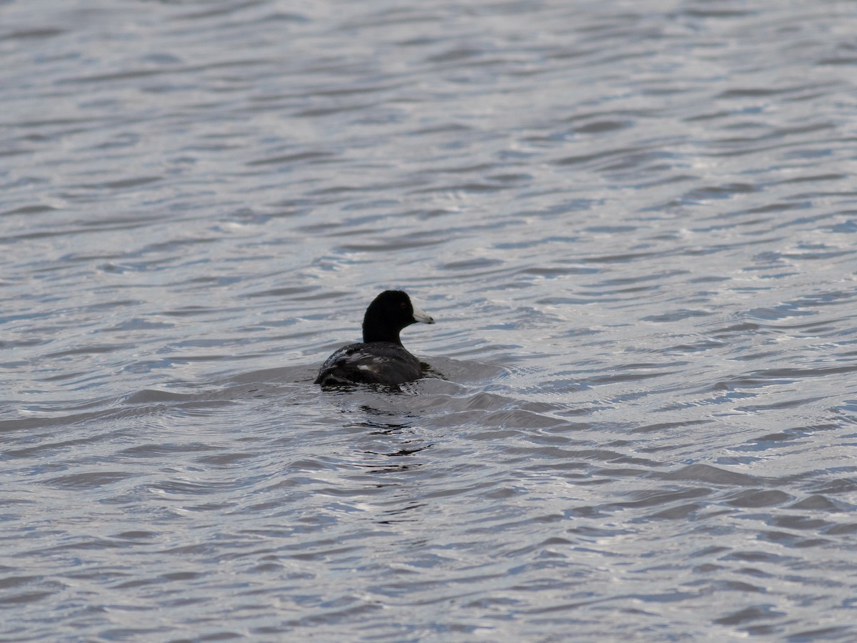 American Coot - ML101969521