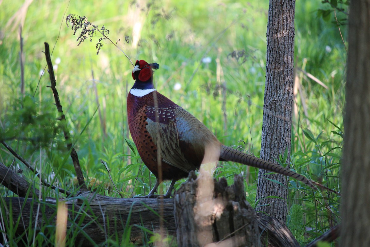 Ring-necked Pheasant - ML101969671