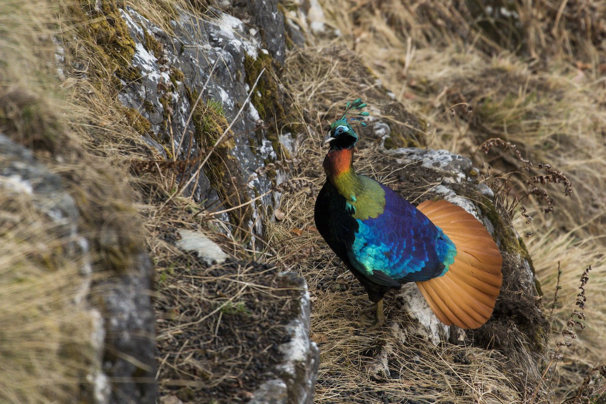 Himalayan Monal - Claudia Brasileiro