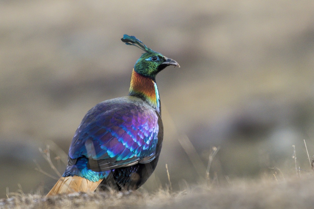 Himalayan Monal - Claudia Brasileiro