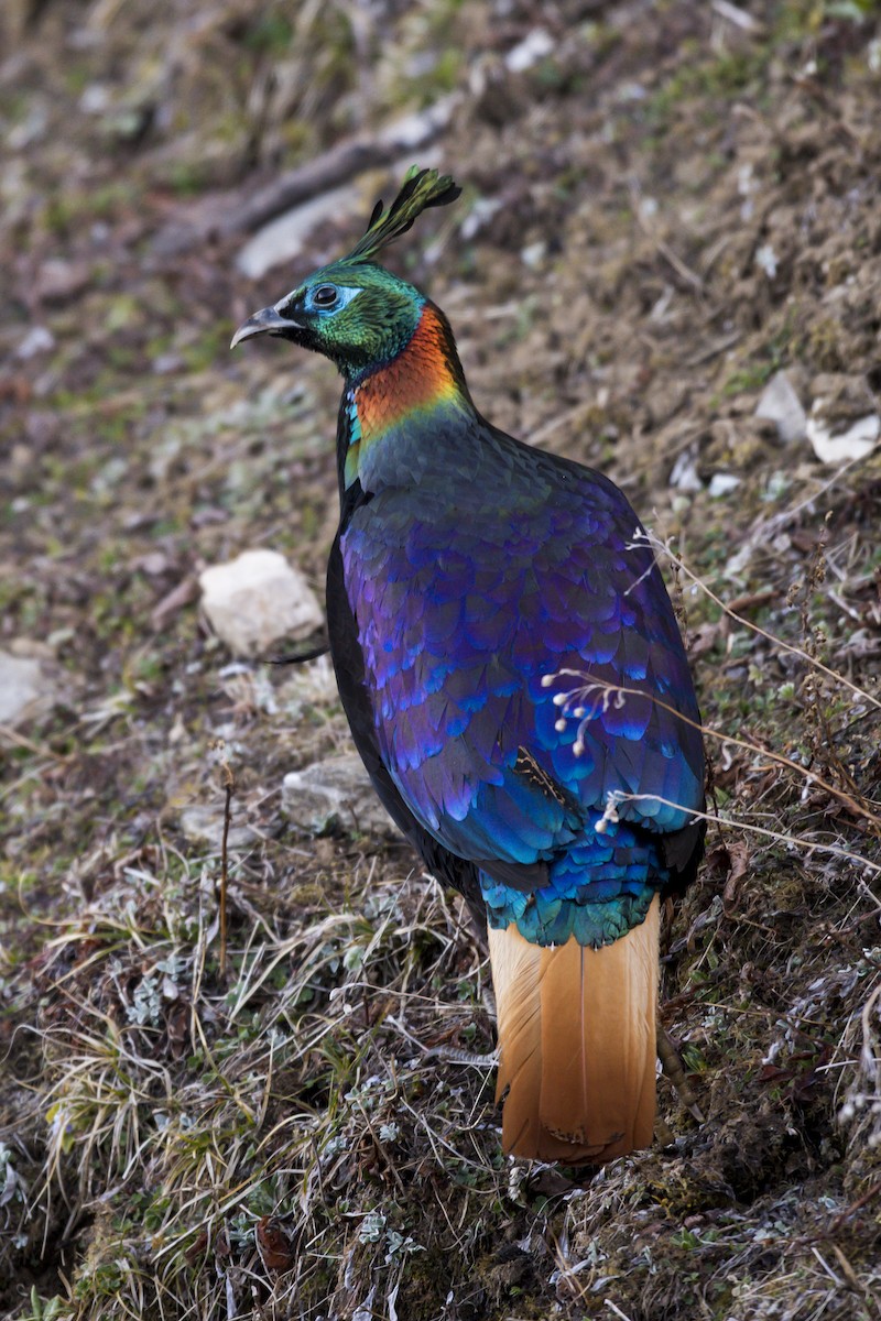 Himalayan Monal - ML101972731