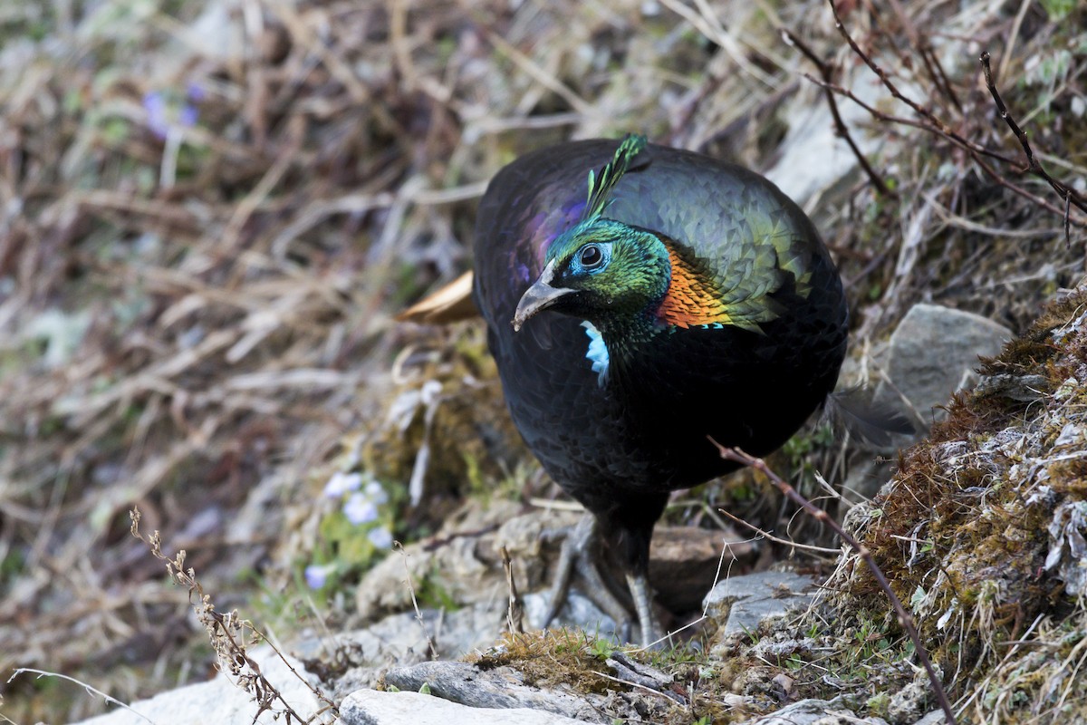 Himalayan Monal - ML101972811