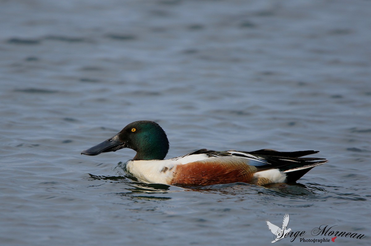 Northern Shoveler - Serge Morneau