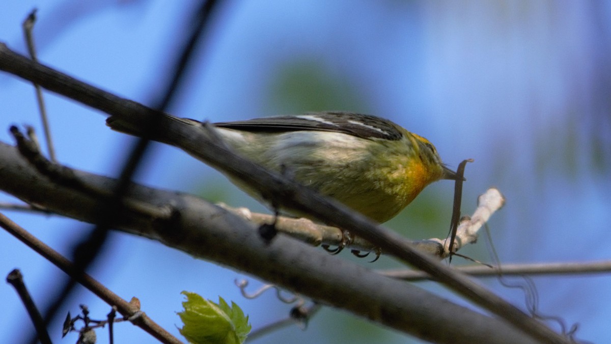 Blackburnian Warbler - ML101974341