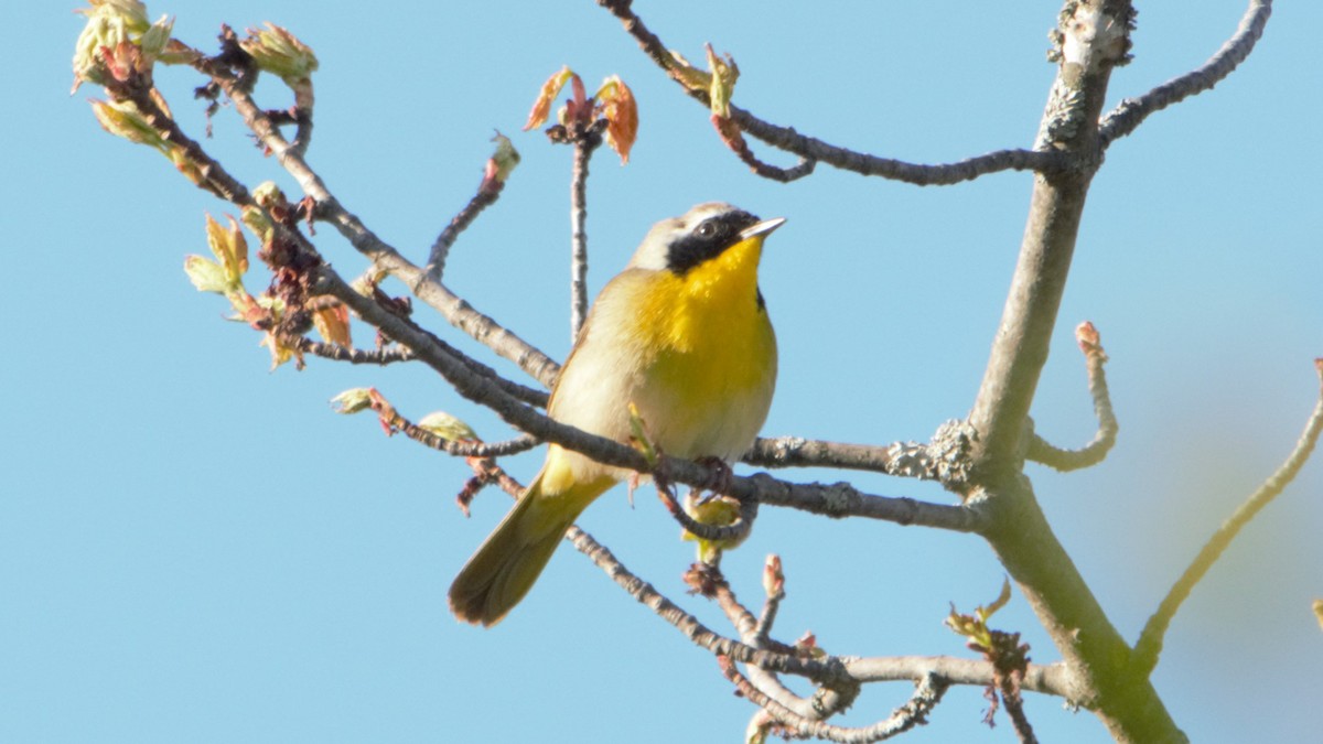 Paruline masquée - ML101974411