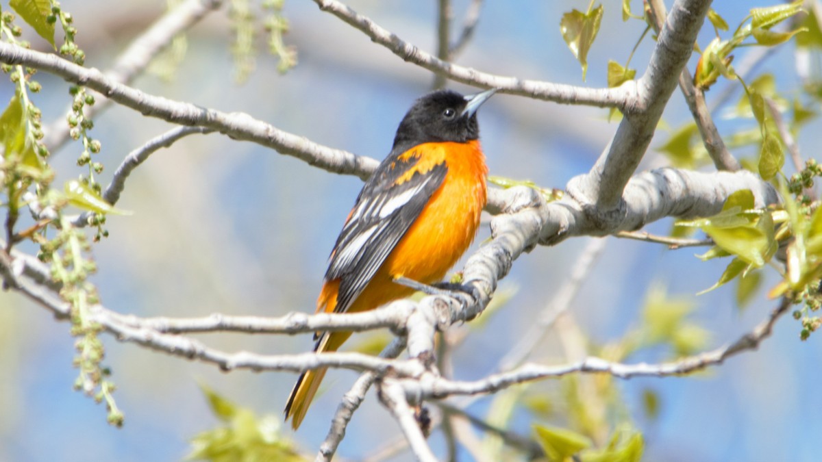 Baltimore Oriole - ML101974461