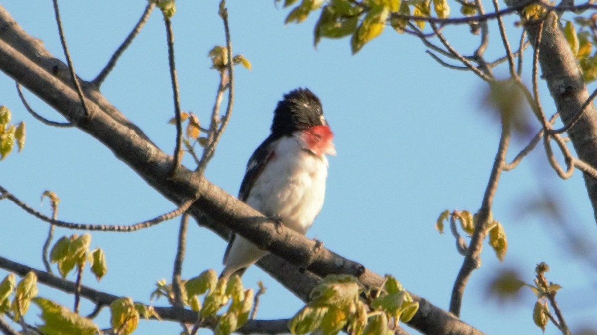 Rose-breasted Grosbeak - ML101974651