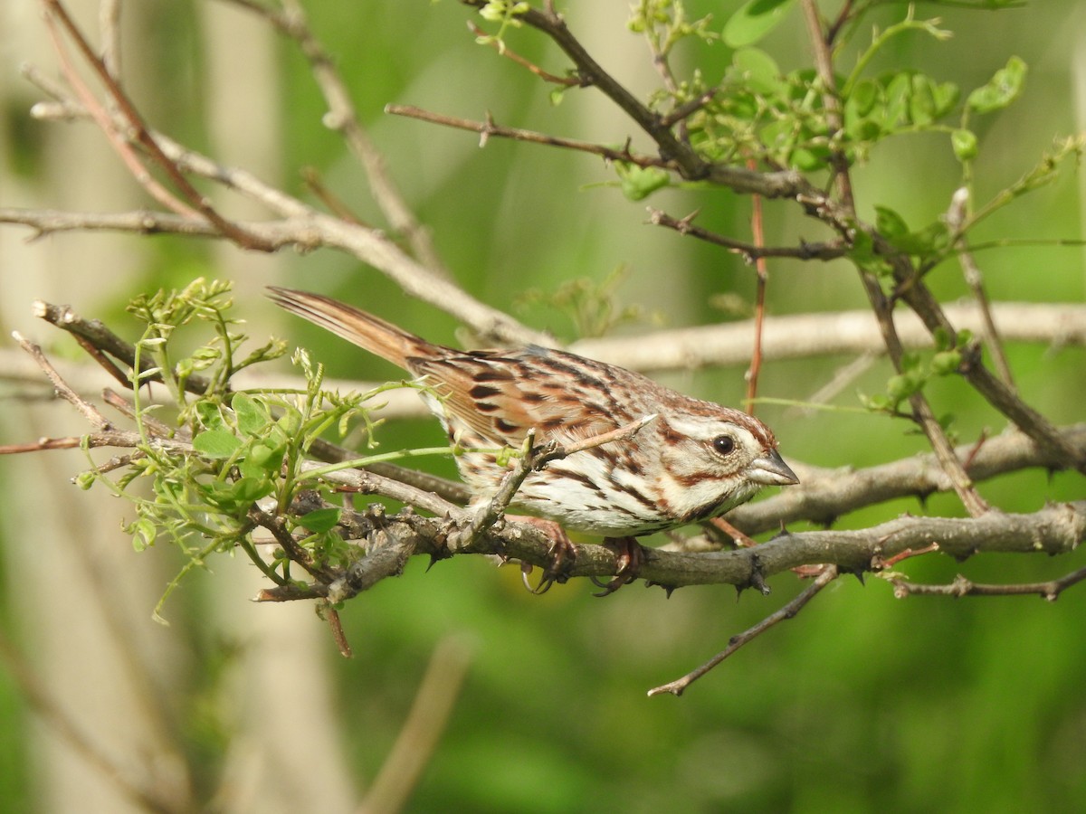 Song Sparrow - ML101975501