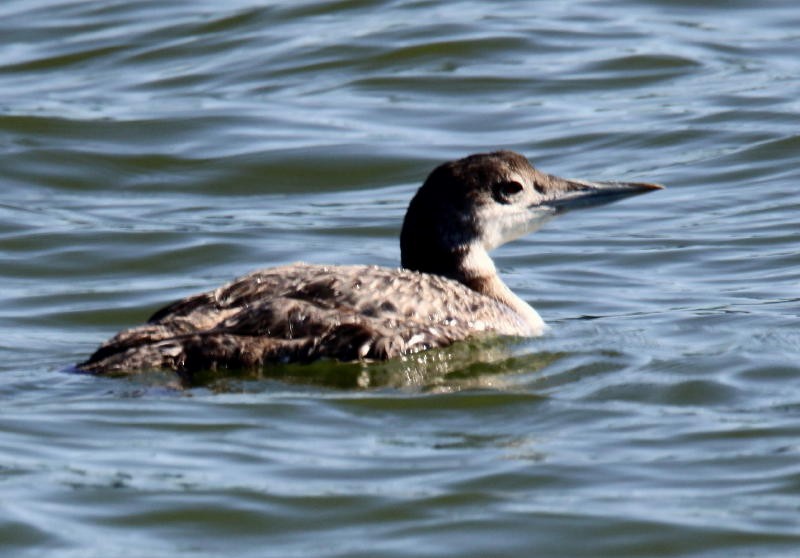 Plongeon huard - ML101976631