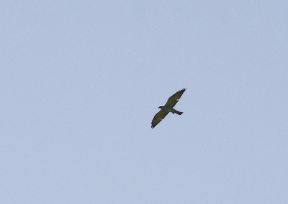 Mississippi Kite - ML101976961