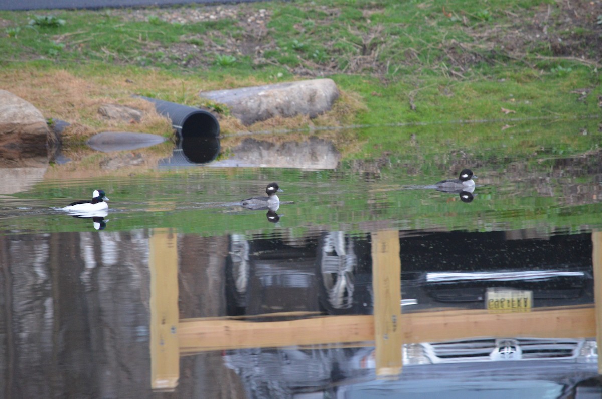 Bufflehead - Neil DeMaster