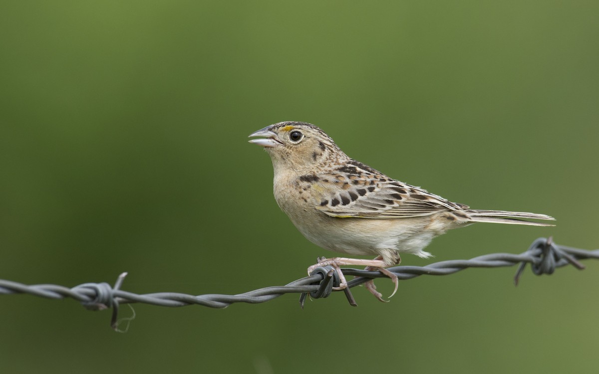 Grasshopper Sparrow - ML101977611