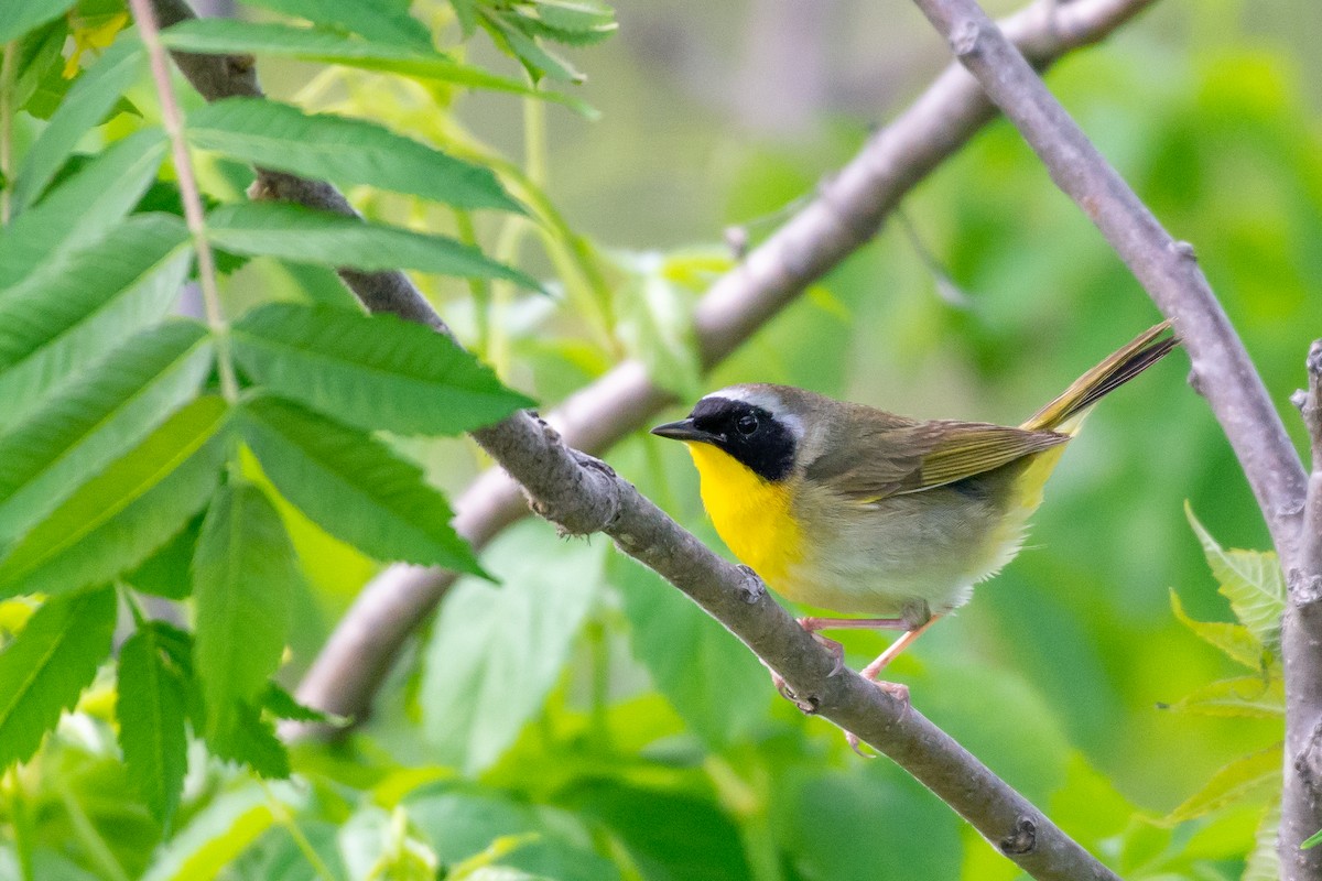 Common Yellowthroat - ML101979031