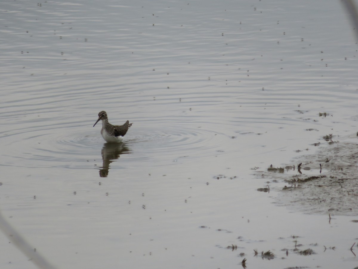 Solitary Sandpiper - ML101979441