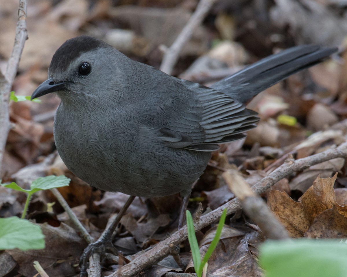 Gray Catbird - James Mott