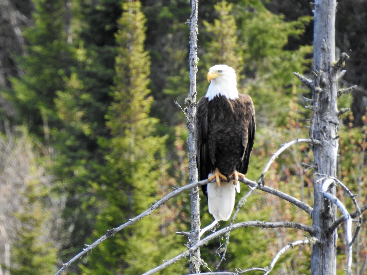 Bald Eagle - Stephane Demers