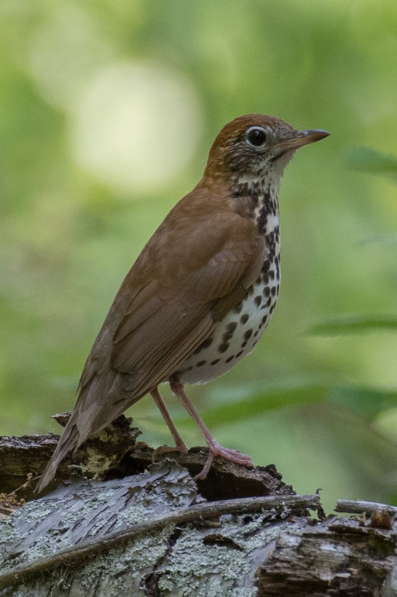 Wood Thrush - ML101981401