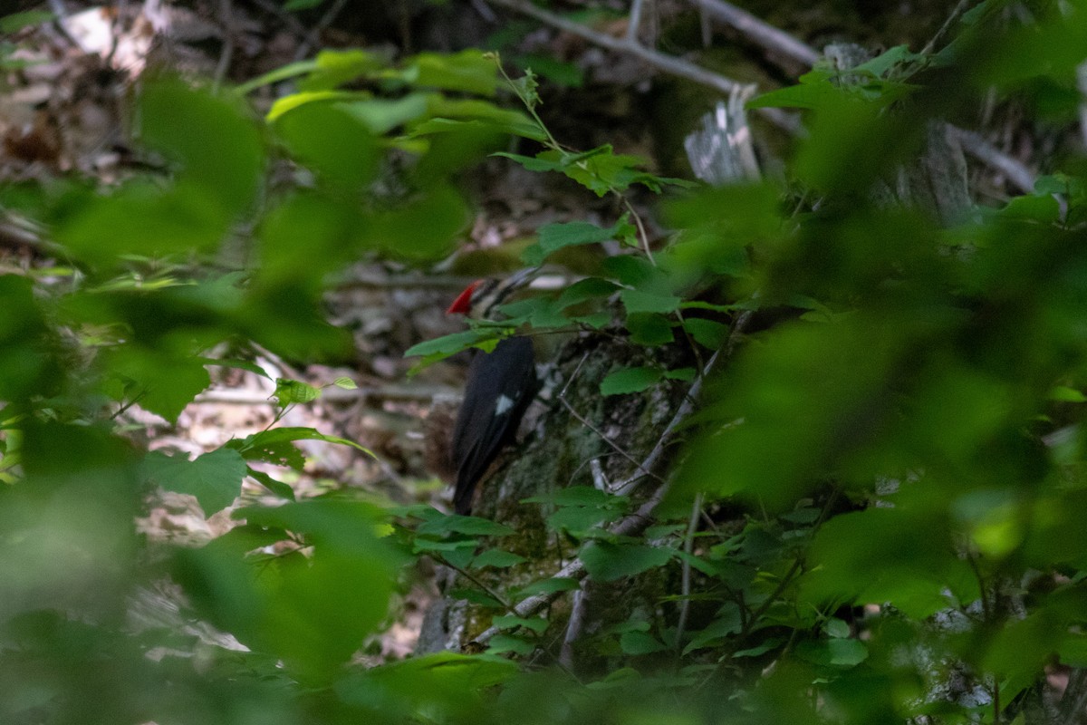 Pileated Woodpecker - ML101983061