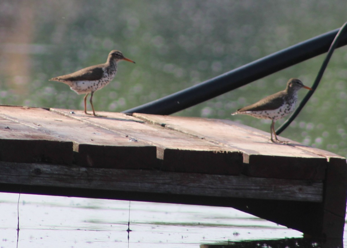 Spotted Sandpiper - Kate  Caldwell