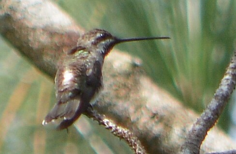 Plain-capped Starthroat - Jorge Dangel