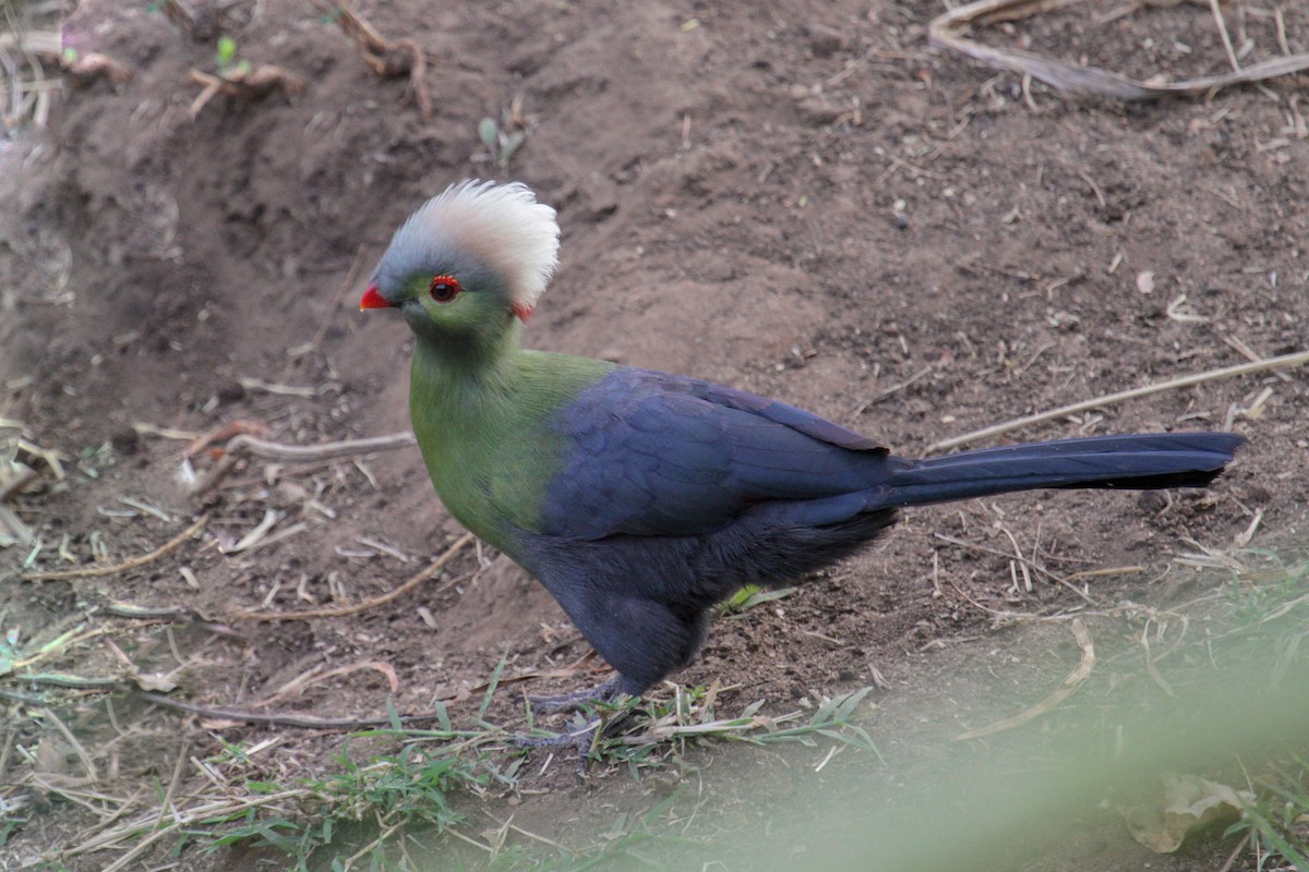 Turaco de Ruspoli - ML101987691