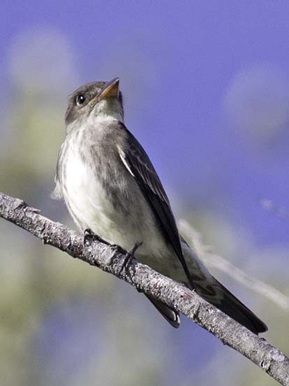 Olive-sided Flycatcher - ML101990941