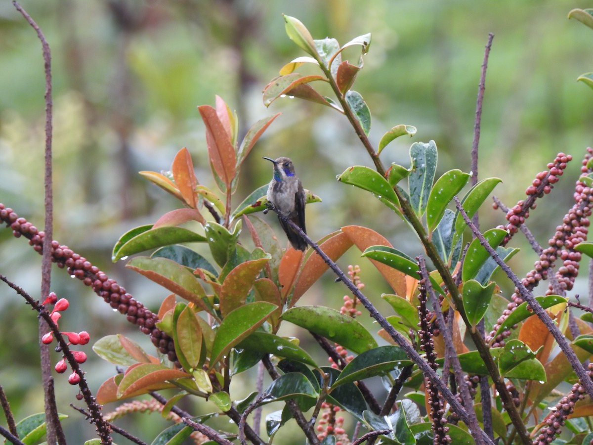 Brown Violetear - Mario Suarez rodriguez