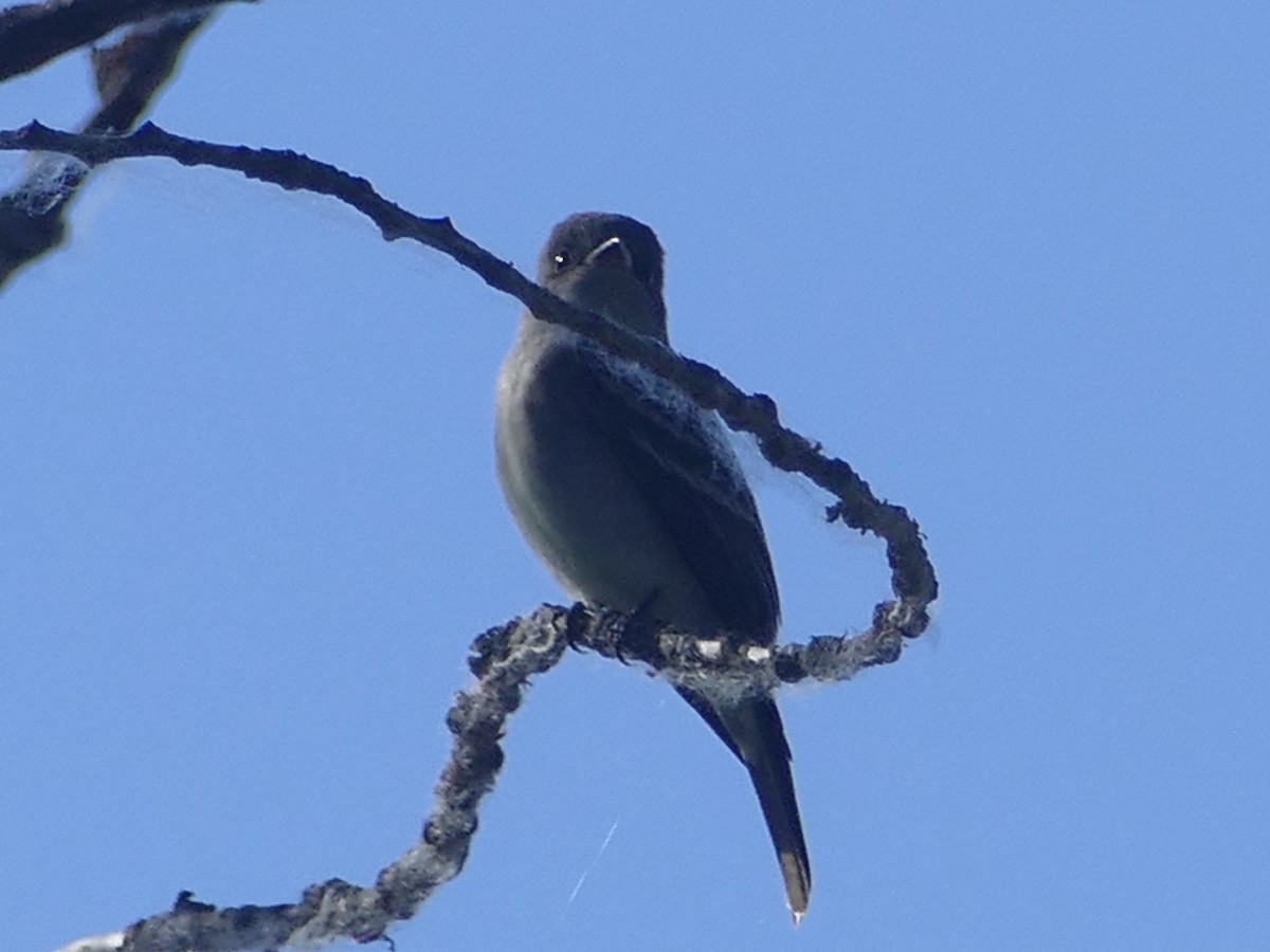 Western Wood-Pewee - Neal Hinds