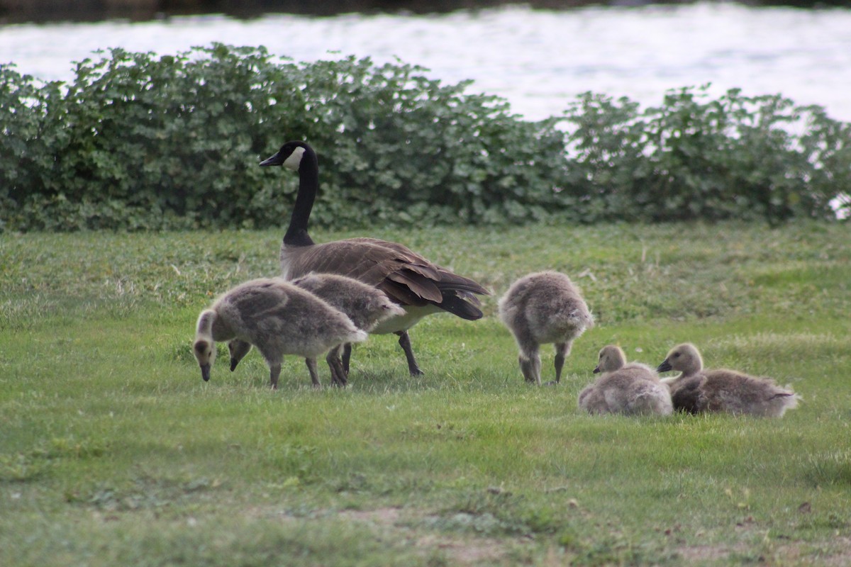 Canada Goose - ML101991711