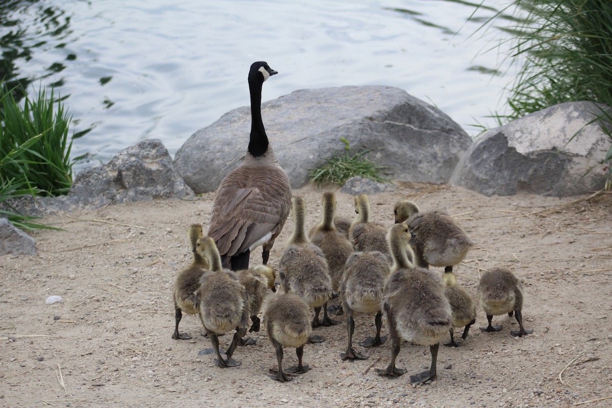 Canada Goose - ML101991951