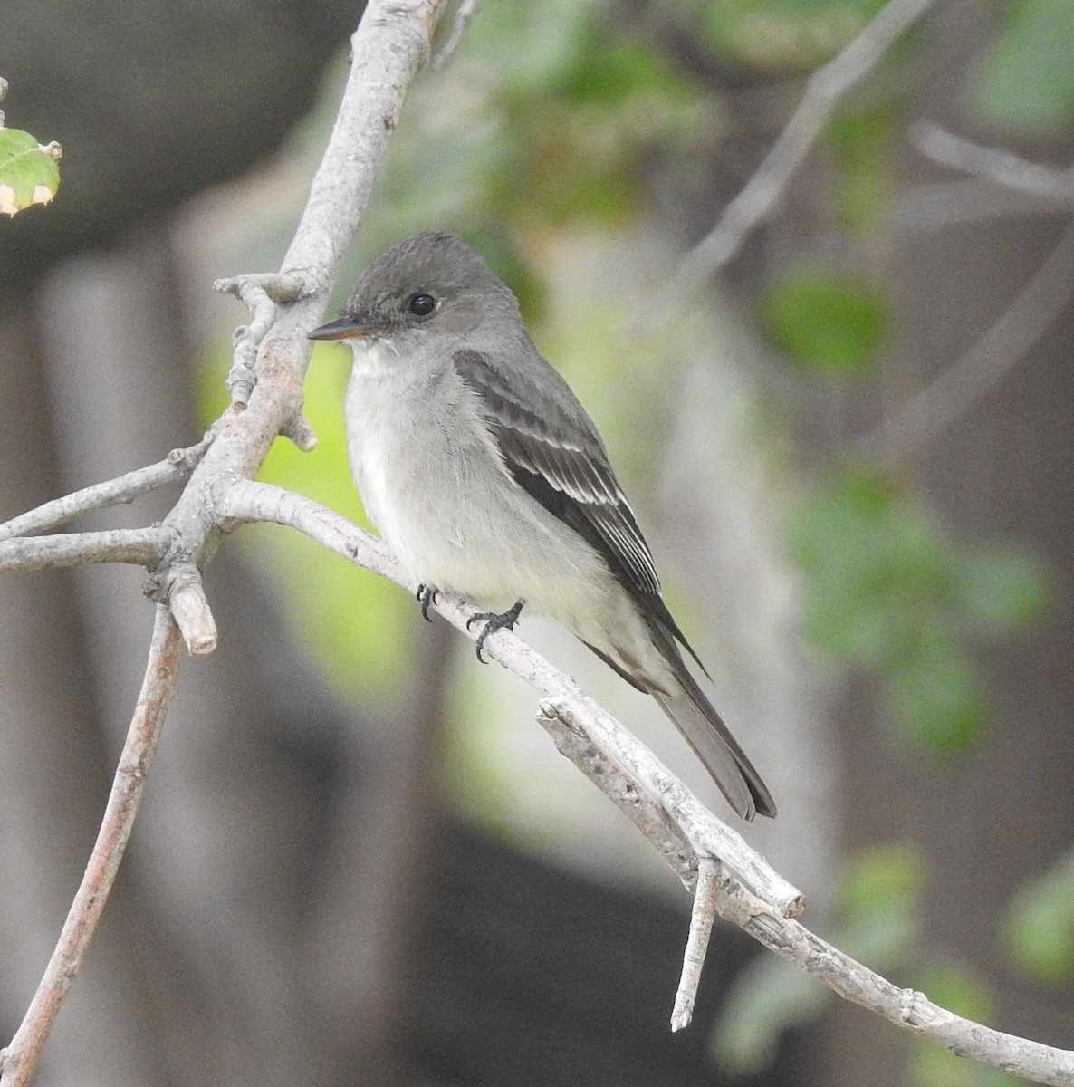 Western Wood-Pewee - ML101994521