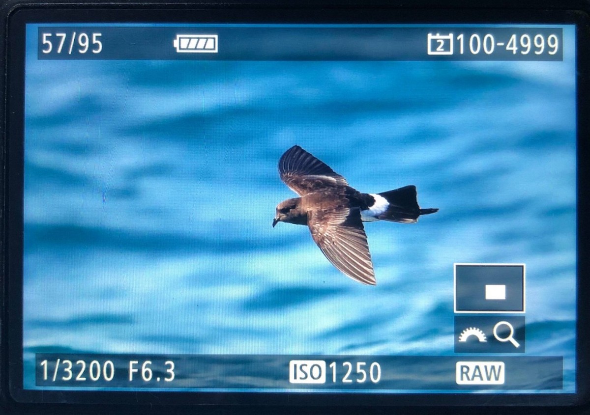 Wilson's Storm-Petrel - ML101995121