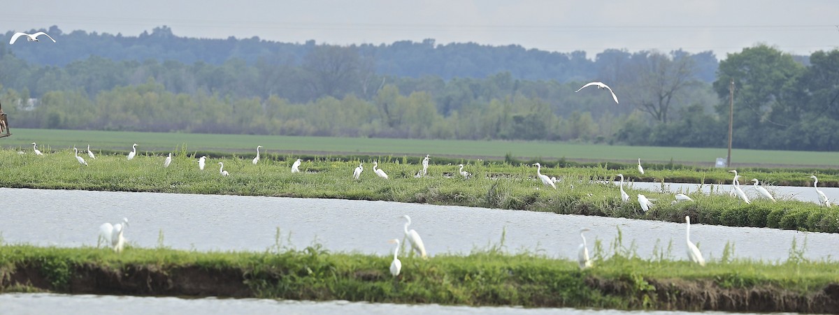 Great Egret - Charles Lyon