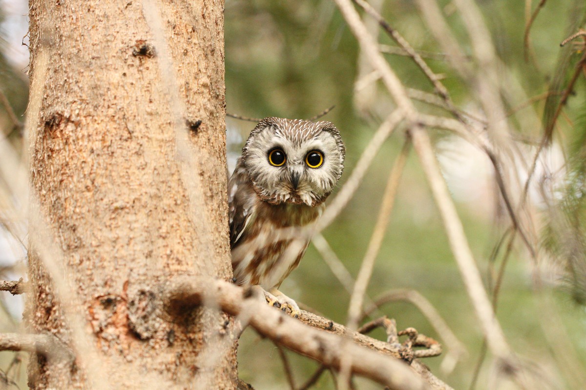 Northern Saw-whet Owl - ML101996141