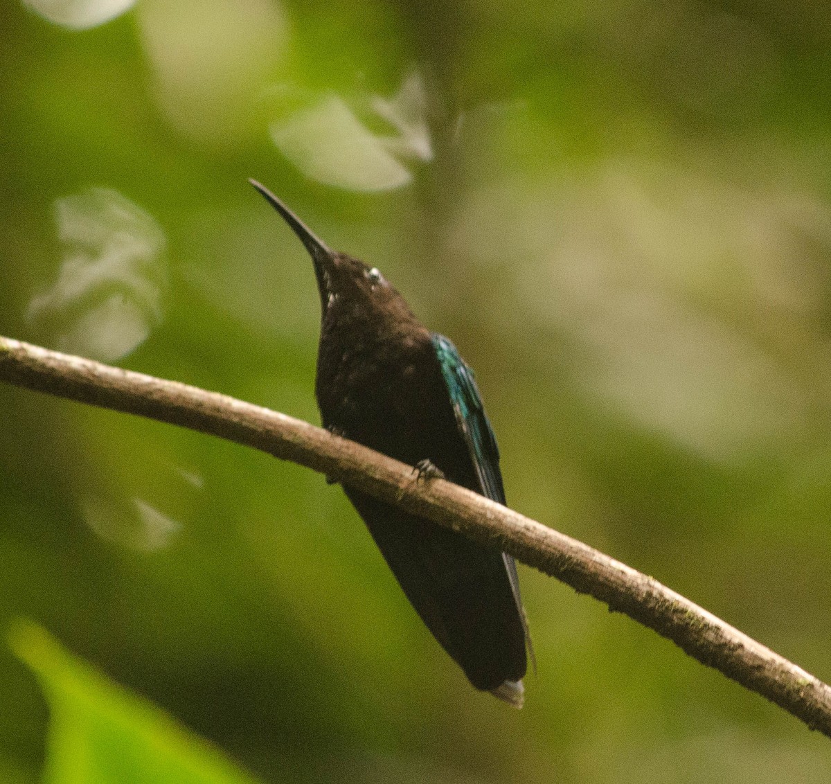 kolibřík nachovohrdlý - ML101997941