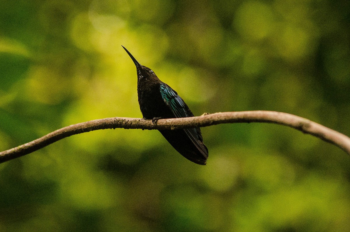 Purple-throated Carib - ML101997951