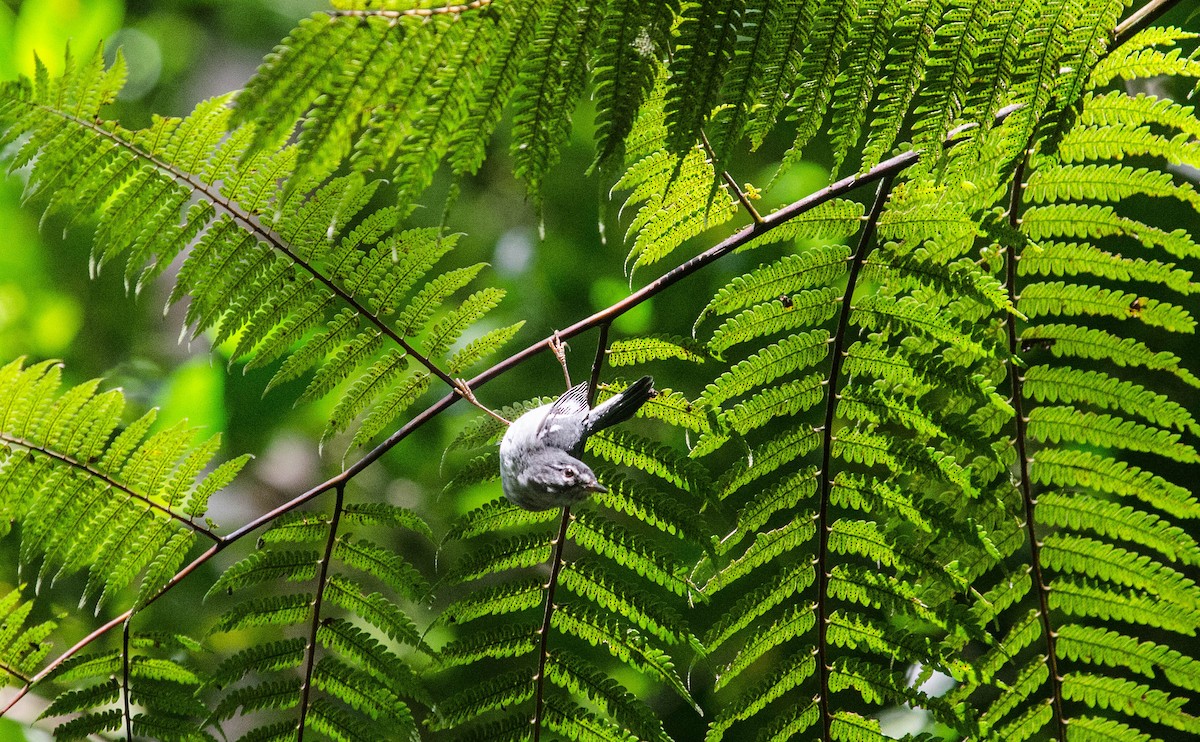 Plumbeous Warbler - ML101998021