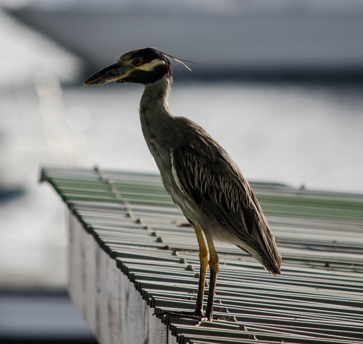 Yellow-crowned Night Heron - Neil DeMaster