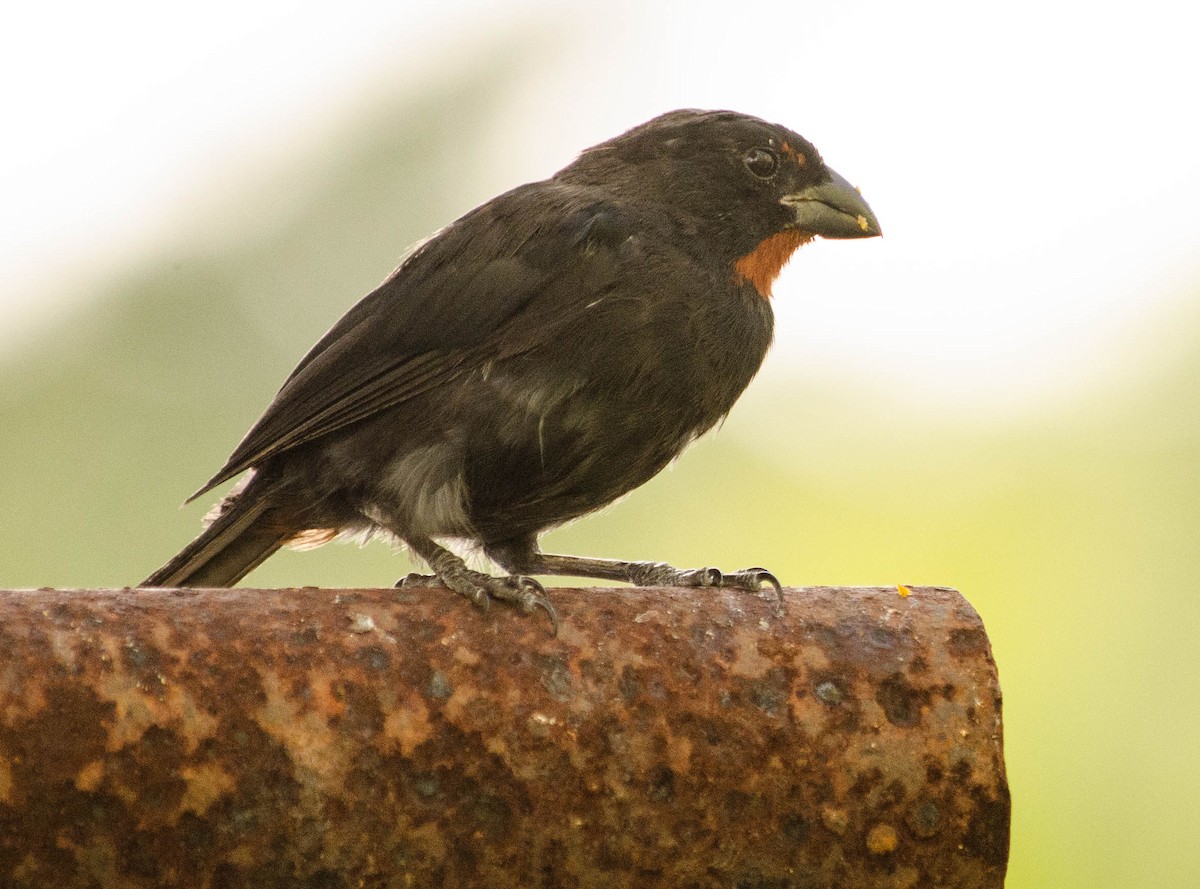 Lesser Antillean Bullfinch - ML101998431