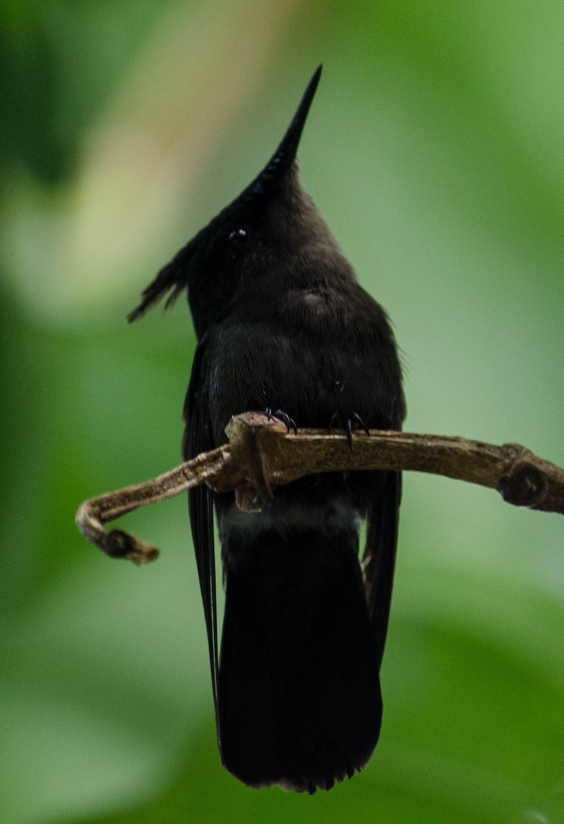 Antillean Crested Hummingbird - ML101998451